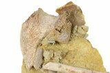 Fossil Dinosaur Bones & Tendons in Sandstone - Wyoming #292635-2